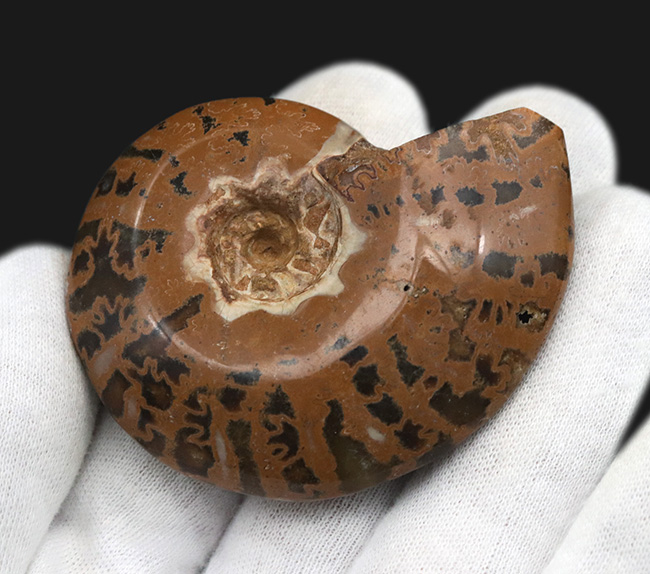虎柄模様がユニークなマダガスカル産アンモナイト（Ammonite）（その4）