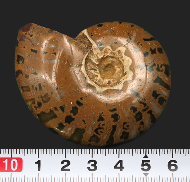 虎柄模様がユニークなマダガスカル産アンモナイト（Ammonite）（その7）