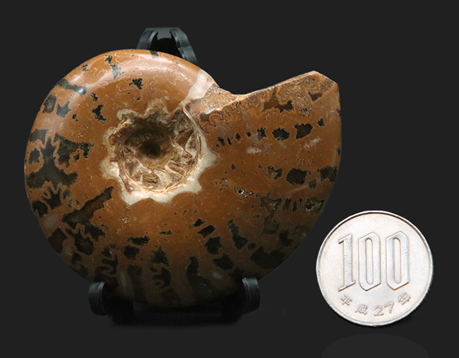 虎柄模様がユニークなマダガスカル産アンモナイト（Ammonite）（その8）