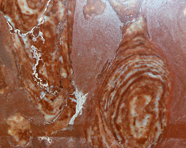 およそ１７億年前の化石！地球に酸素を大量に生成し好気性の生物が誕生する土壌を作ったストロマトライトの一種、コレニア・シリンドリカ（Collenia cylindrica）（その10）