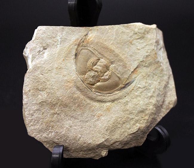 最古の三葉虫の一つ、オレネルス・ギルバーティ（Olenellus gilberti）の頭鞍部の化石（その1）