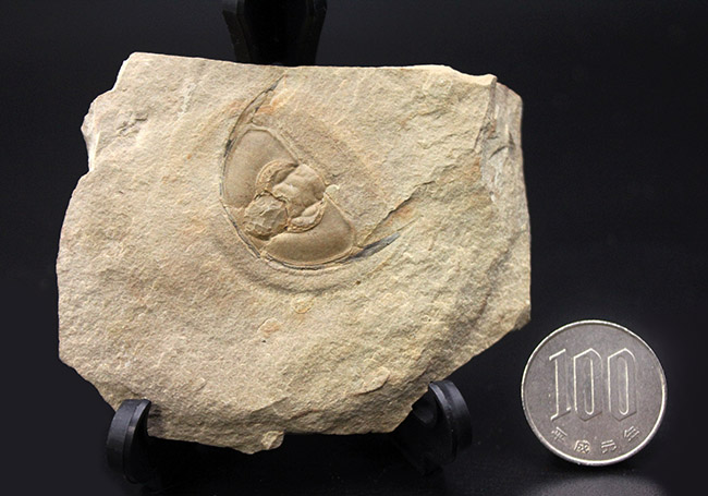 最古の三葉虫の一つ、オレネルス・ギルバーティ（Olenellus gilberti）の頭鞍部の化石（その7）