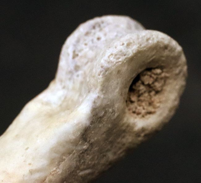 ベリーレア、オールドコレクション！極めて希少なモンゴル・バイン・ザク・ジャドフタフォーメーション産のコンコラプトル（Conchoraptor）の指骨の化石（その3）