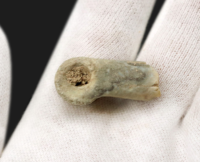 ベリーレア、オールドコレクション！極めて希少なモンゴル・バイン・ザク・ジャドフタフォーメーション産のコンコラプトル（Conchoraptor）の指骨の化石（その4）