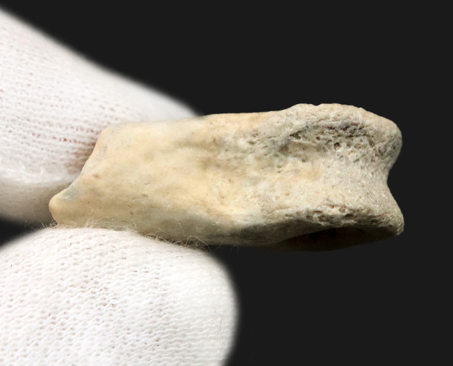 ベリーレア、オールドコレクション！極めて希少なモンゴル・バイン・ザク・ジャドフタフォーメーション産のコンコラプトル（Conchoraptor）の指骨の化石（その6）
