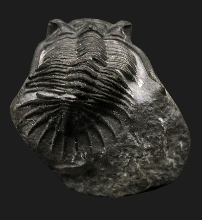 三葉虫のヘビーコレクター垂涎の品、カイセロプスの名で知られていた希少な三葉虫、ラインゴールディウム・マロカネンシス（Rheingoldium marocanensis）の上質個体（その2）