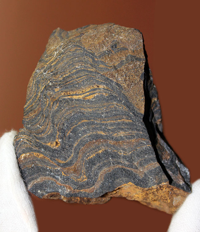 ナチュラルな味わい、縞状層を確認できるボリビア産ストロマトライトの原石（その2）