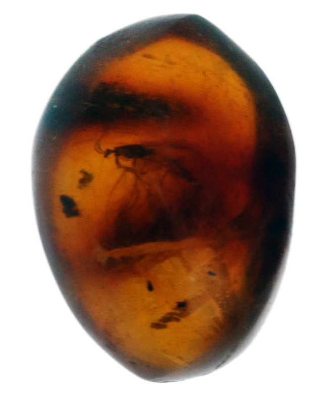 およそ３０００万年前の羽虫を内包したドミニカ産琥珀（Amber）（その1）