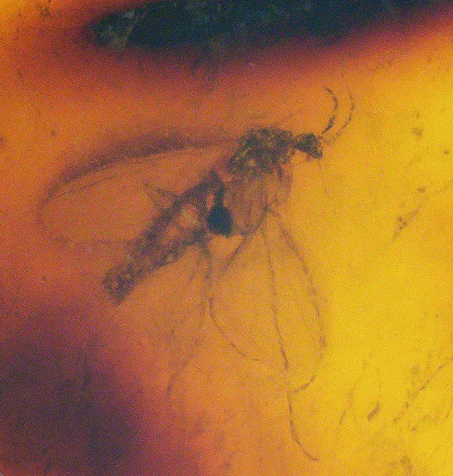 およそ３０００万年前の羽虫を内包したドミニカ産琥珀（Amber）（その2）