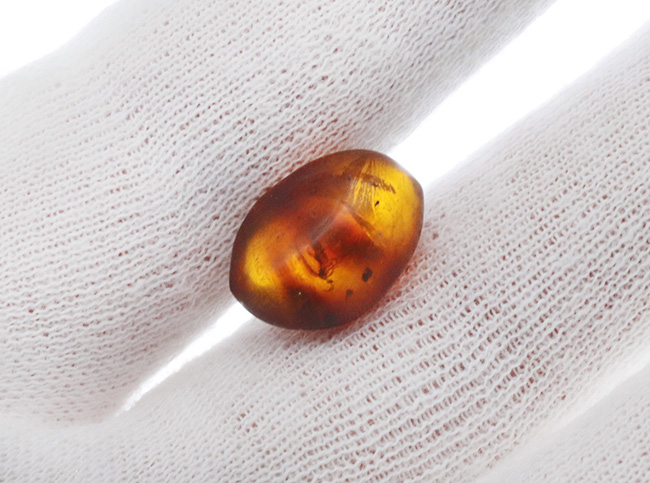 およそ３０００万年前の羽虫を内包したドミニカ産琥珀（Amber）（その3）