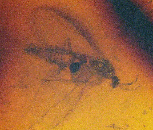 およそ３０００万年前の羽虫を内包したドミニカ産琥珀（Amber）（その4）
