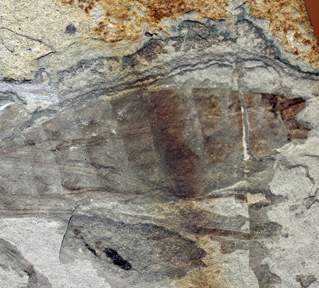 中国遼寧省産、白亜紀前期のヤゴ化石（トンボの幼虫）。65ミリ、大きい！（その11）