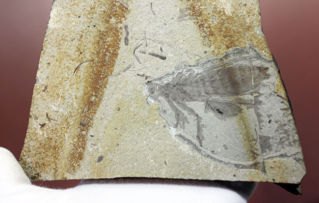 中国遼寧省産、白亜紀前期のヤゴ化石（トンボの幼虫）。65ミリ、大きい！（その3）