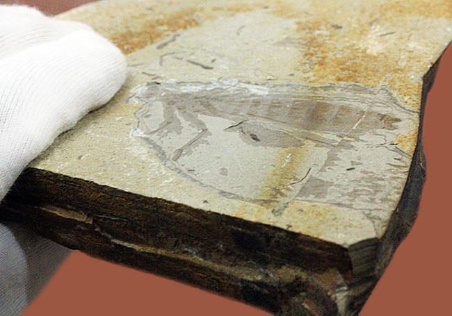 中国遼寧省産、白亜紀前期のヤゴ化石（トンボの幼虫）。65ミリ、大きい！（その6）
