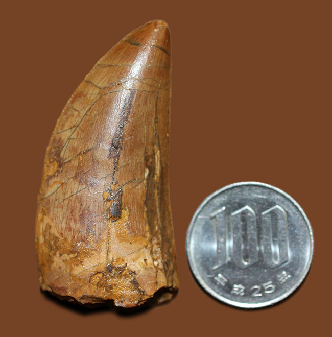セレーションよし、エナメル質よし、形よし、サイズあり。四拍子揃ったコレクションレベルのカルカロドントサウルスの歯化石（その14）