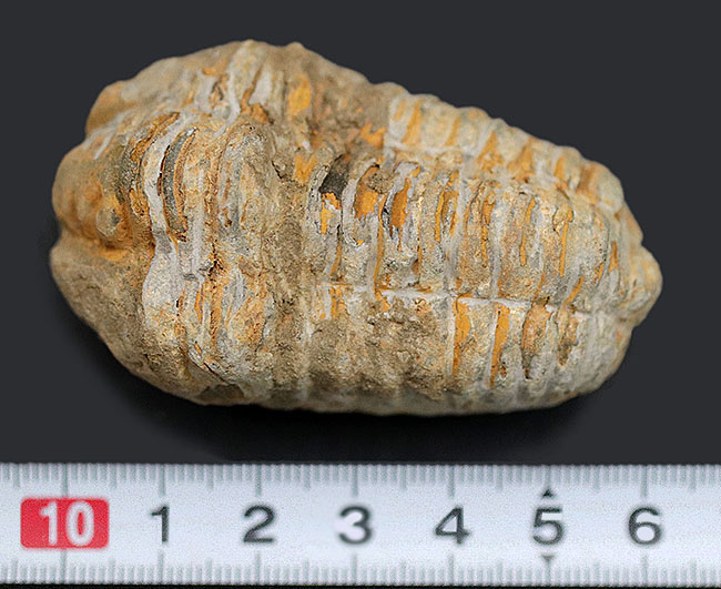 大サイズの芋虫型の三葉虫、ディアカリメネ・ウーズレグイ（Diacalymene ouzregui）の化石（その7）