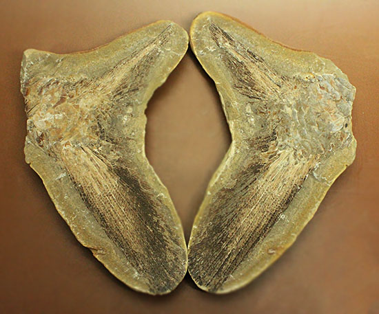 マニアック！古代の巨大魚の尾ビレだけの化石。しかし保存状態は・・・。（その1）