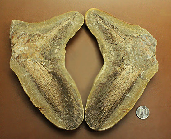 マニアック！古代の巨大魚の尾ビレだけの化石。しかし保存状態は・・・。（その17）