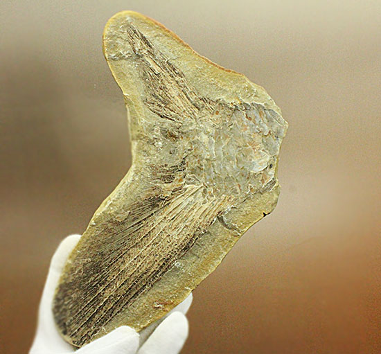 マニアック！古代の巨大魚の尾ビレだけの化石。しかし保存状態は・・・。（その2）