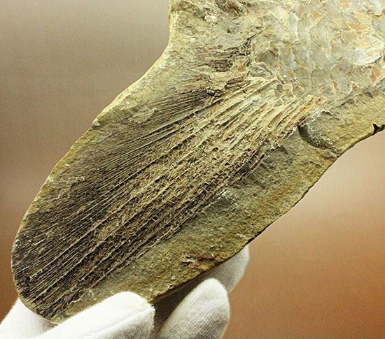 マニアック！古代の巨大魚の尾ビレだけの化石。しかし保存状態は・・・。（その3）