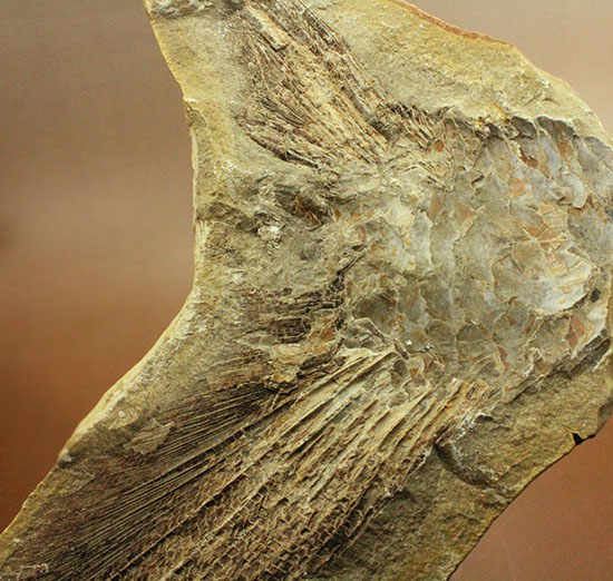 マニアック！古代の巨大魚の尾ビレだけの化石。しかし保存状態は・・・。（その4）