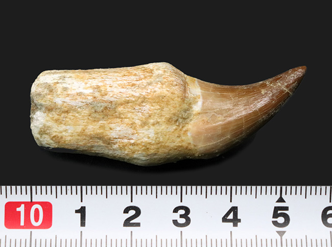 美品！白亜紀後期の頂点捕食者、モササウルス（Mosasaurus）の歯根付きの歯化石（その8）