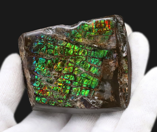 光線のごとき素晴らしいグリーンを呈する、宝石アンモライト（Ammolite）のピース（その4）
