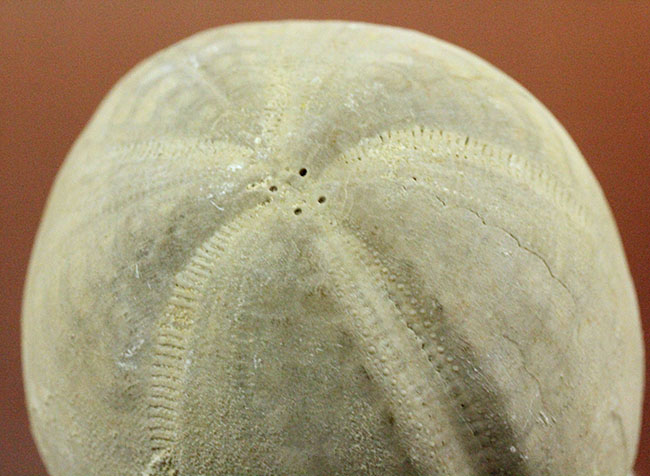 白亜紀の大型のウニ、エキノコリス・スクタータ（Echinocorys scutata）。イギリス産。（その4）