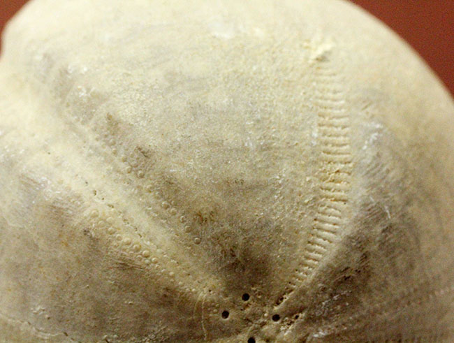白亜紀の大型のウニ、エキノコリス・スクタータ（Echinocorys scutata）。イギリス産。（その7）