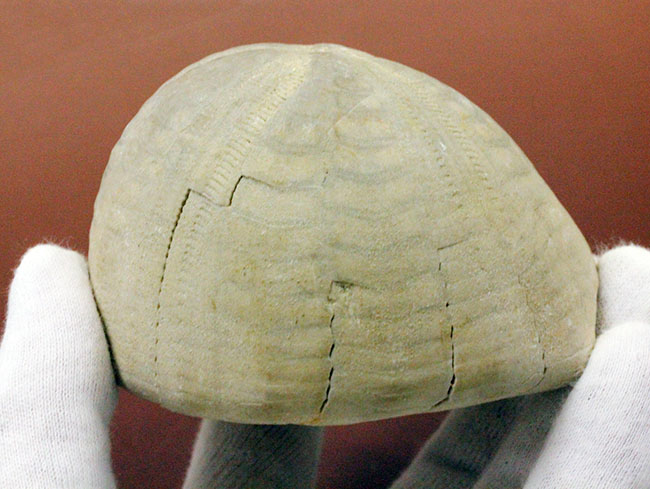 白亜紀の大型のウニ、エキノコリス・スクタータ（Echinocorys scutata）。イギリス産。（その8）