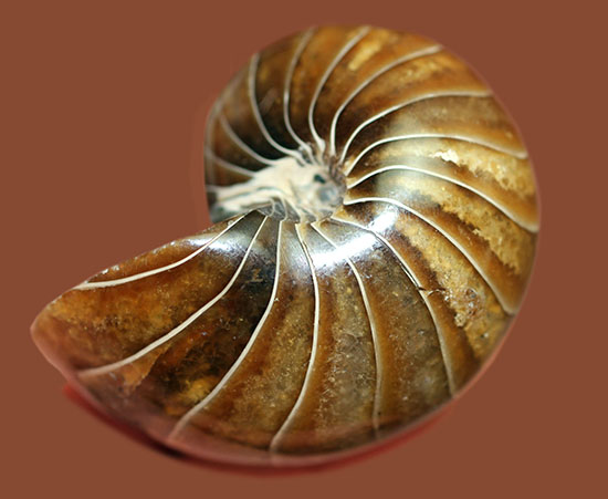 殻のど真ん中を貫く連室細菅が凄すぎる！白亜紀のオウムガイの化石。美品！（その1）