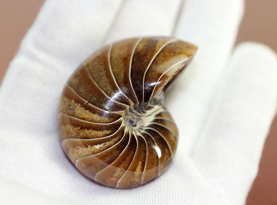 殻のど真ん中を貫く連室細菅が凄すぎる！白亜紀のオウムガイの化石。美品！（その7）