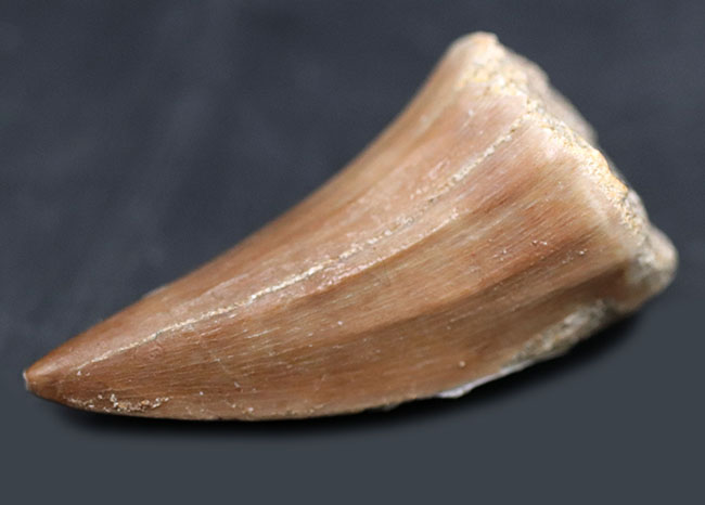 上質のエナメル質が保存された白亜紀後期の海のキング、モササウルス（Mosasaurus）の歯化石（その1）