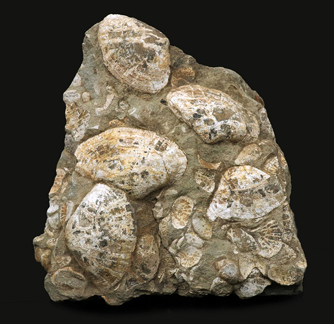 国産化石マニアックシリーズ！はまぐり様の二枚貝が多数見られる群集標本（その1）