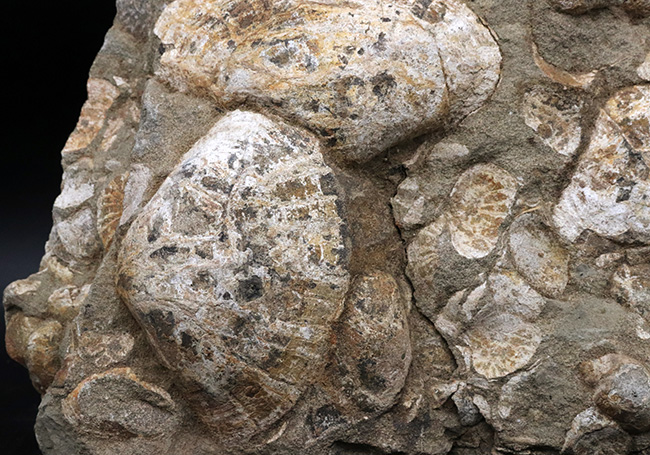 国産化石マニアックシリーズ！はまぐり様の二枚貝が多数見られる群集標本（その3）