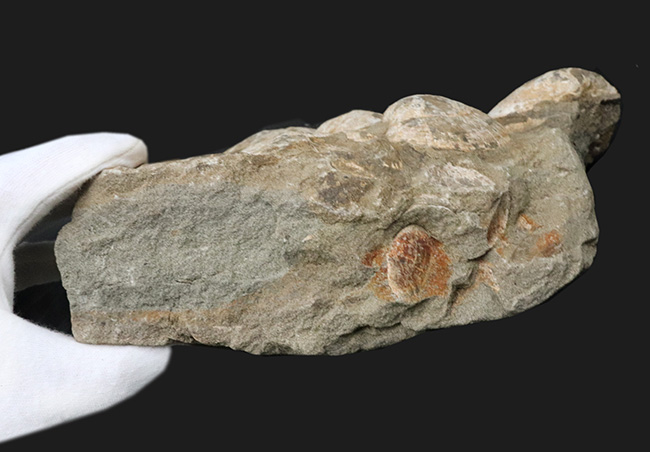 国産化石マニアックシリーズ！はまぐり様の二枚貝が多数見られる群集標本（その8）