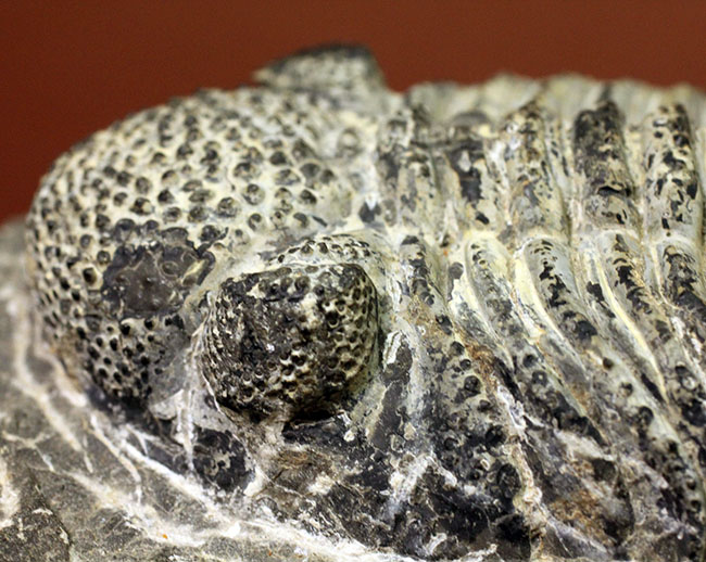 まっすぐに伸びたポーズが印象的な１５ｃｍを超える巨大なデボン紀の三葉虫、ドロトプス・メガロマニクス（Drotops megalomanicus）（その11）