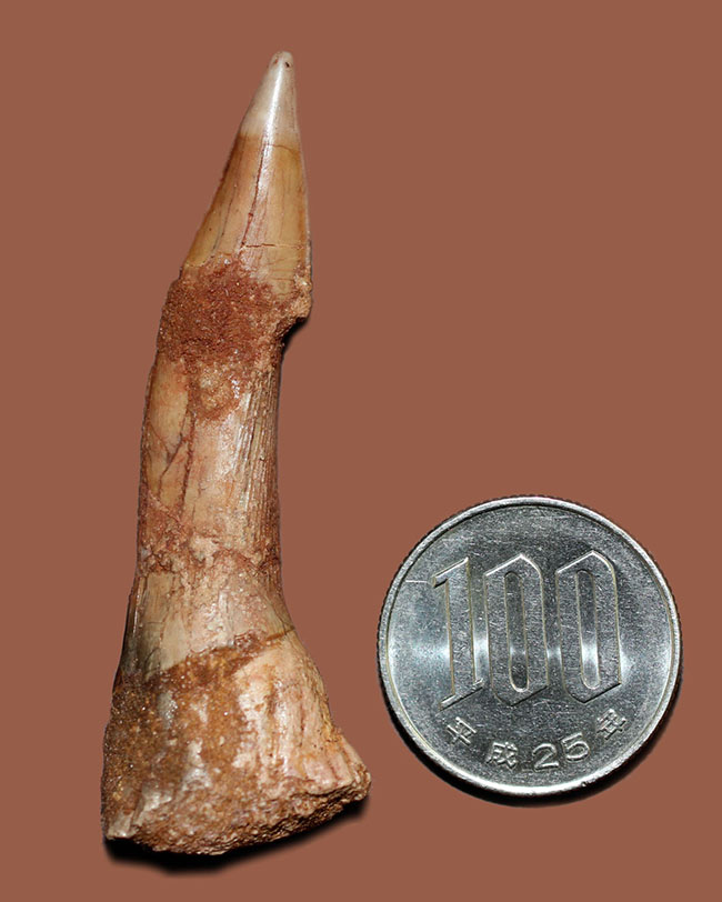 その外見はあまりにも個性的、チェーンソーのような吻部を持っていたノコギリエイ、オンコプリスティス（Onchopristis）の歯化石（その11）