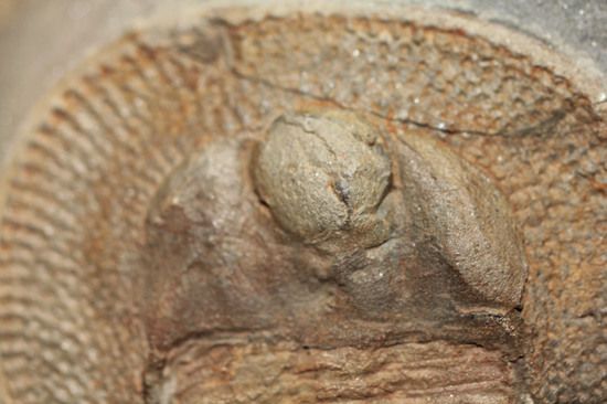 大きい！本体４．５ｃｍ。ハット状の構造が特徴的。三葉虫ナンキノリトゥス（Nankinolithus sp.）の上質標本。（その4）