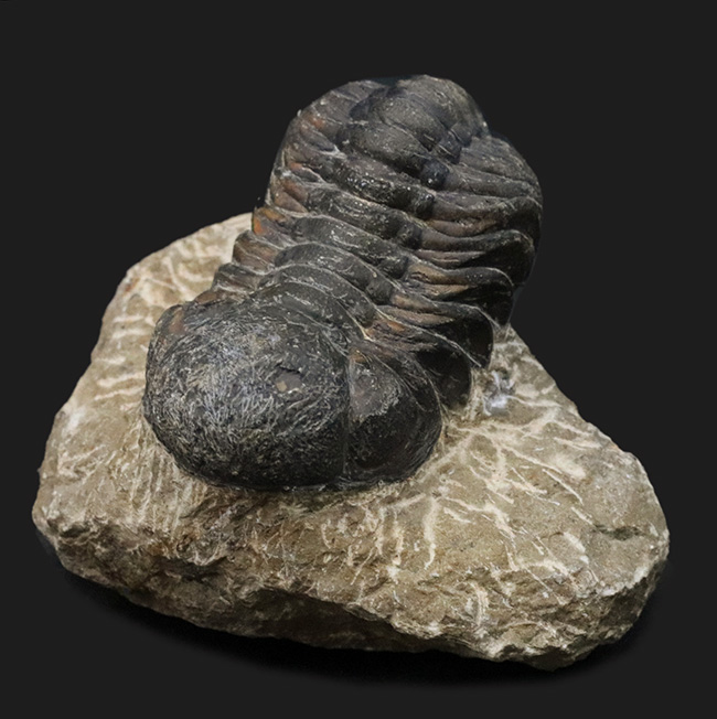ダイナミックな体節にご注目！古生代デボン紀を代表する三葉虫、ファコプス（Phacops）の化石（その1）