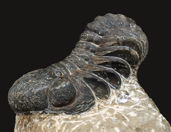 ダイナミックな体節にご注目！古生代デボン紀を代表する三葉虫、ファコプス（Phacops）の化石（その2）