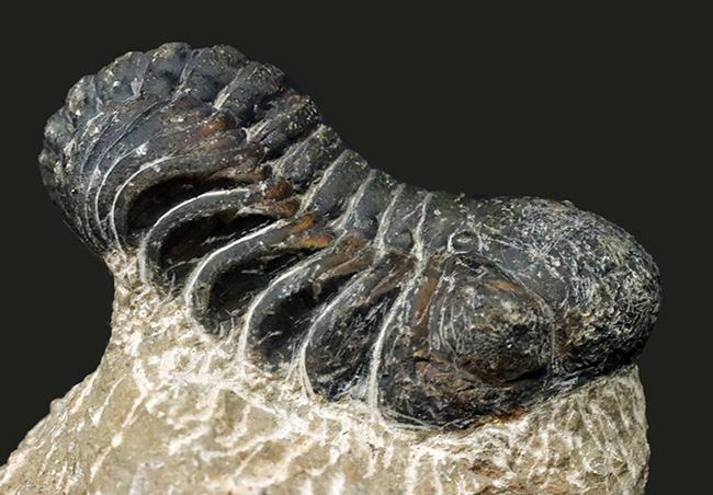 ダイナミックな体節にご注目！古生代デボン紀を代表する三葉虫、ファコプス（Phacops）の化石（その3）