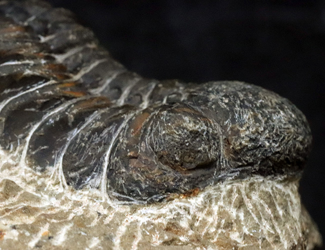 ダイナミックな体節にご注目！古生代デボン紀を代表する三葉虫、ファコプス（Phacops）の化石（その4）
