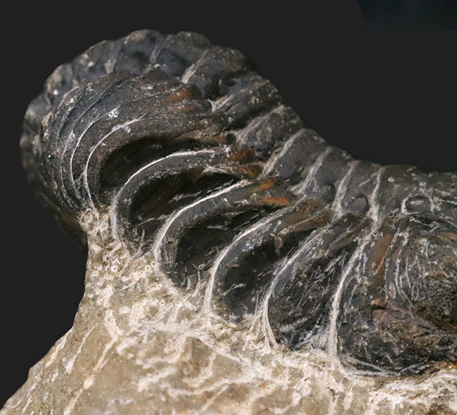 ダイナミックな体節にご注目！古生代デボン紀を代表する三葉虫、ファコプス（Phacops）の化石（その5）