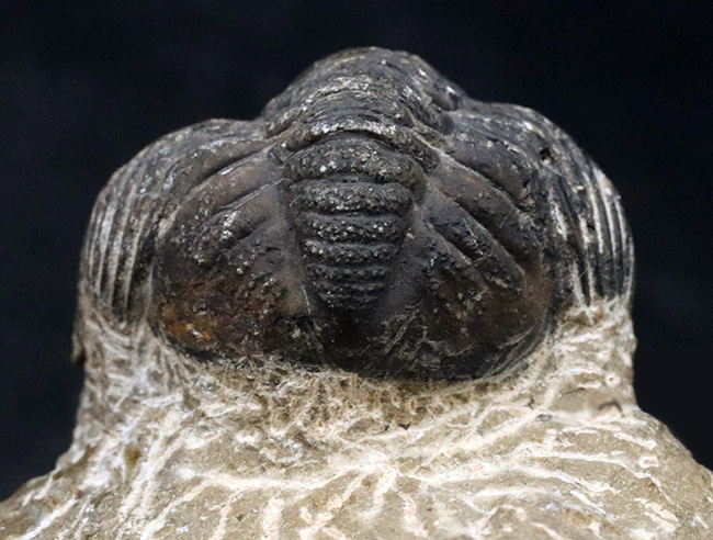 ダイナミックな体節にご注目！古生代デボン紀を代表する三葉虫、ファコプス（Phacops）の化石（その6）
