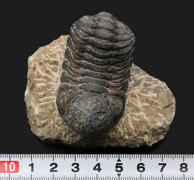 ダイナミックな体節にご注目！古生代デボン紀を代表する三葉虫、ファコプス（Phacops）の化石（その8）