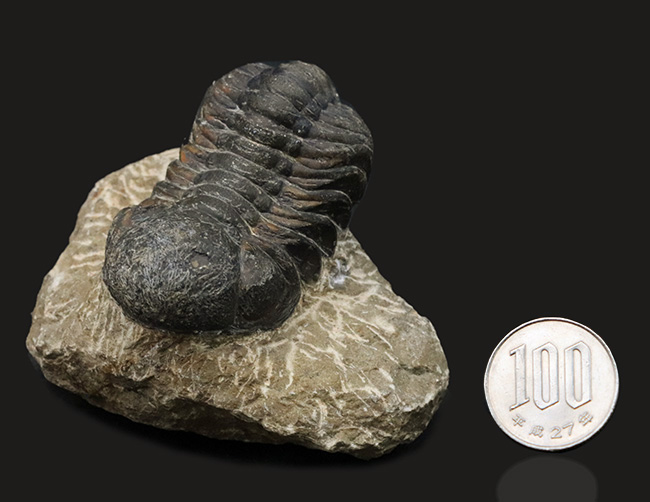 ダイナミックな体節にご注目！古生代デボン紀を代表する三葉虫、ファコプス（Phacops）の化石（その9）