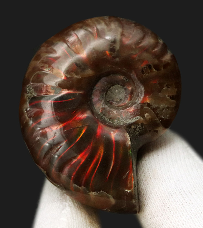 遊色アンモナイトの世界にようこそ！マダガスカル産の赤い遊色を放つアンモナイト、クレオニセラス（Cleoniceras）の化石（その1）