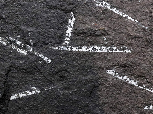 謎多き絶滅生物、スコットランド産のフデイシ（Graptolites）のマルチプレート化石（その3）