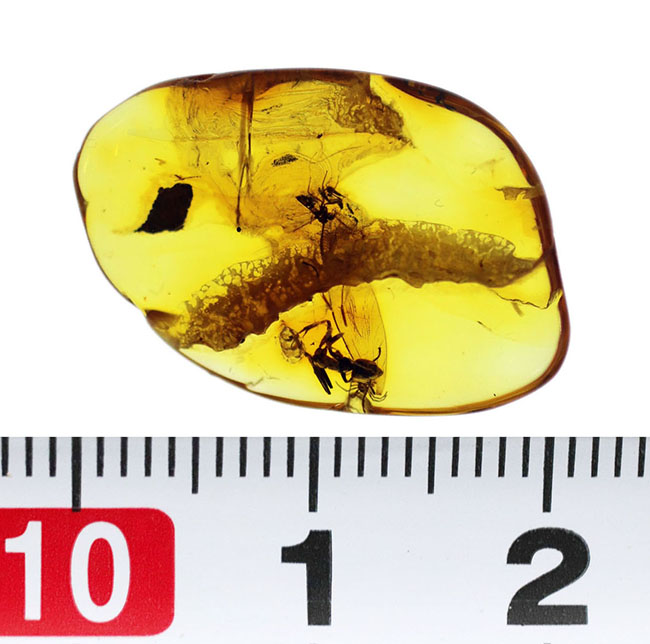 アリと蜘蛛（くも）を内包！リトアニアの金の異名を取る、美しきバルト海産の琥珀（Amber）（その12）